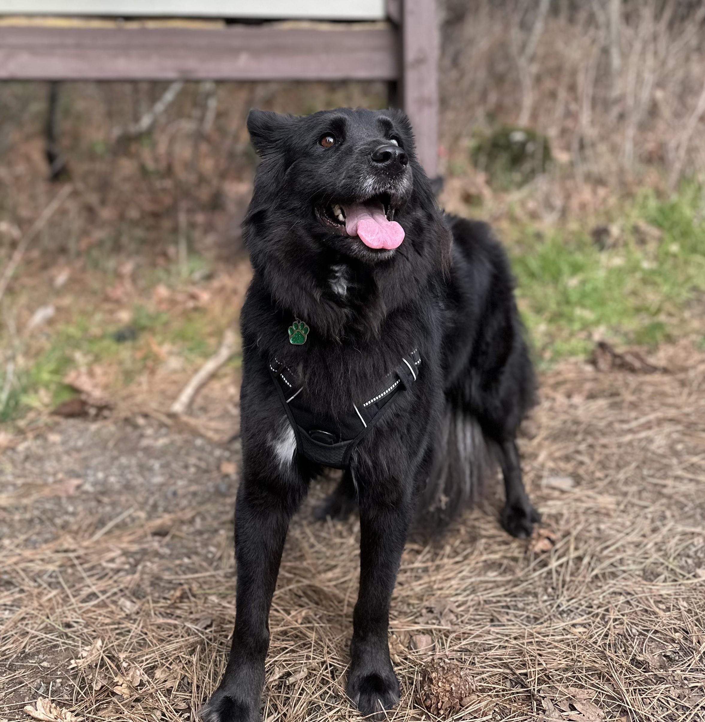 Vader, ADOPTABLE, Adult Male Border Collie & Australian Cattle Dog / Blue Heeler.