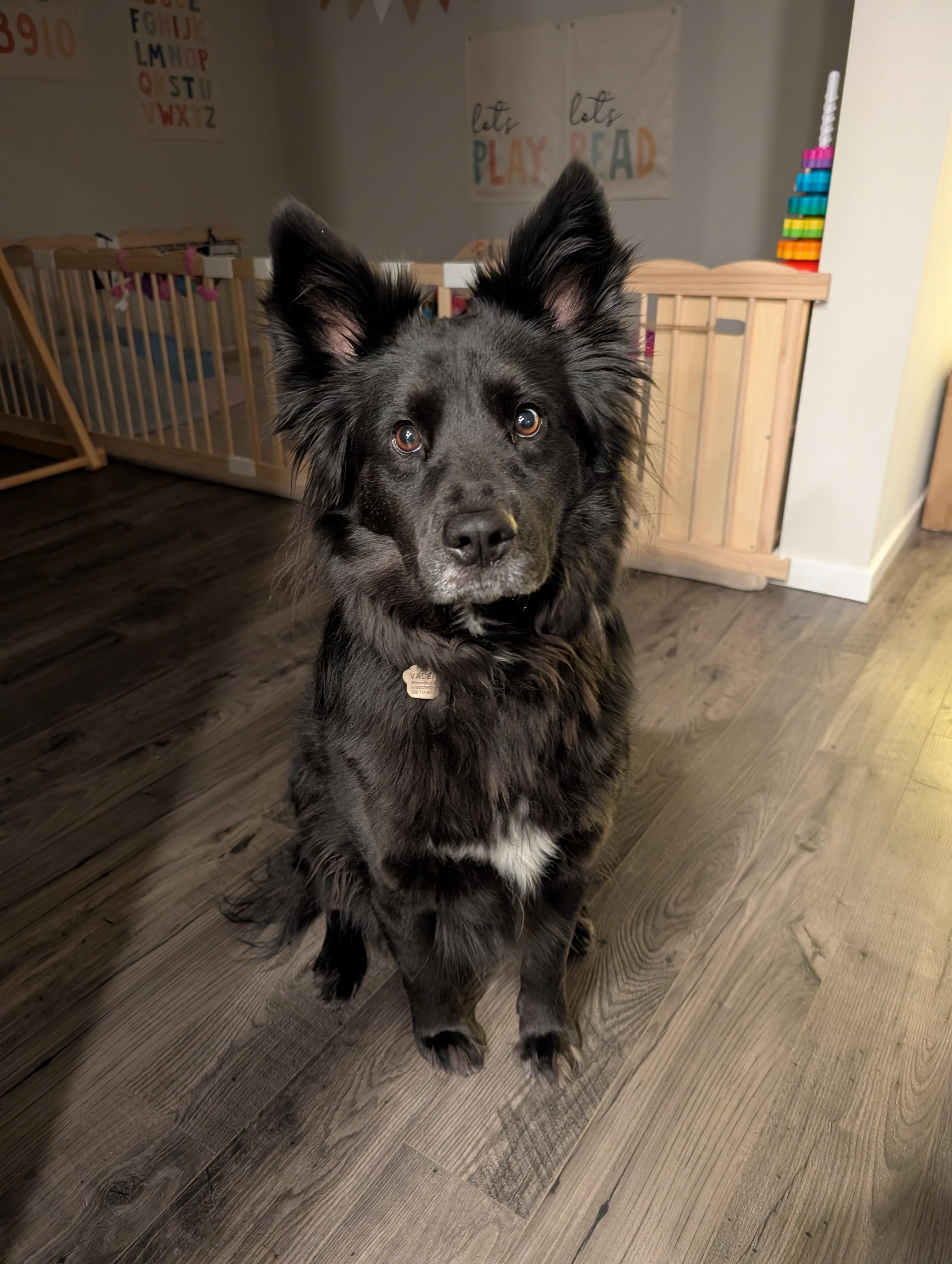 Enlarge Vader, a ADOPTABLE mixed breed in Bend, OR image 2/3