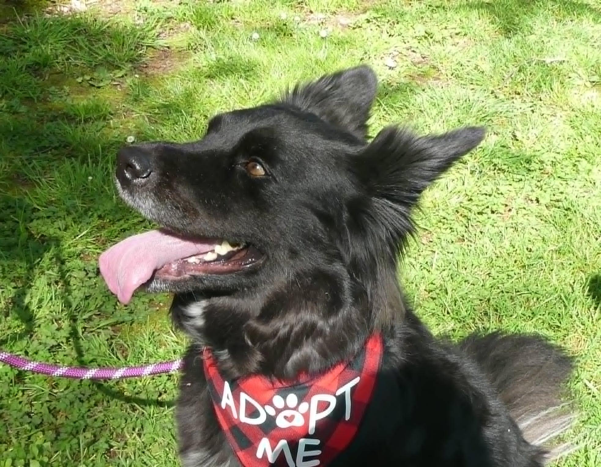 Enlarge Vader, a ADOPTABLE Border Collie in Sequim, WA image 1/6