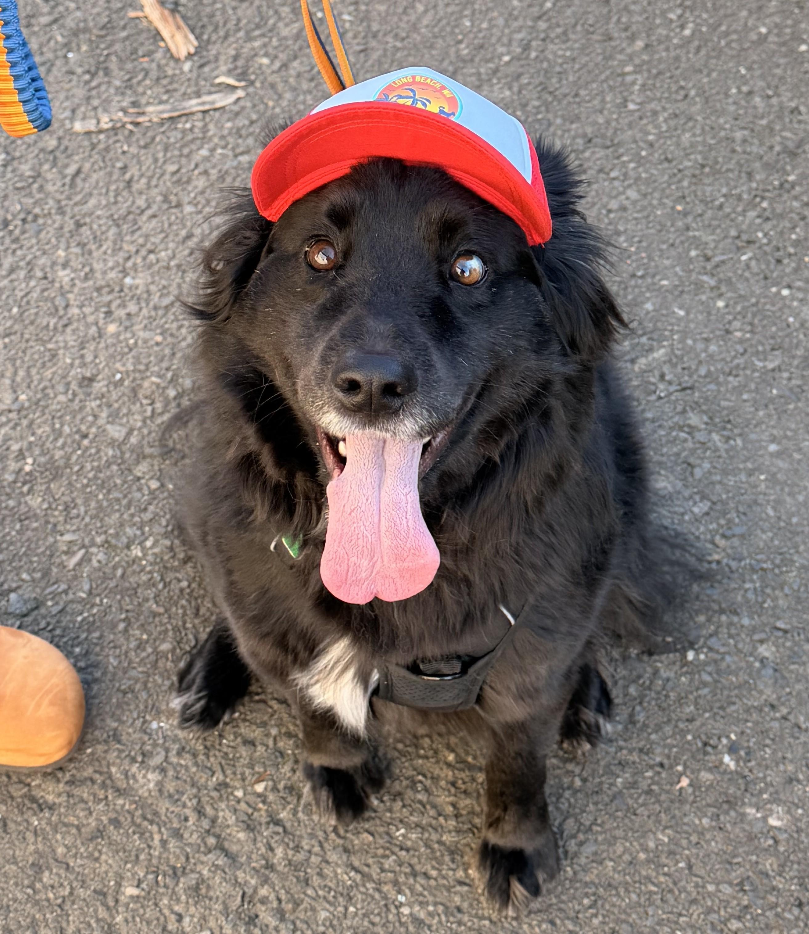 Enlarge Vader, a ADOPTABLE Border Collie in Sequim, WA image 4/6