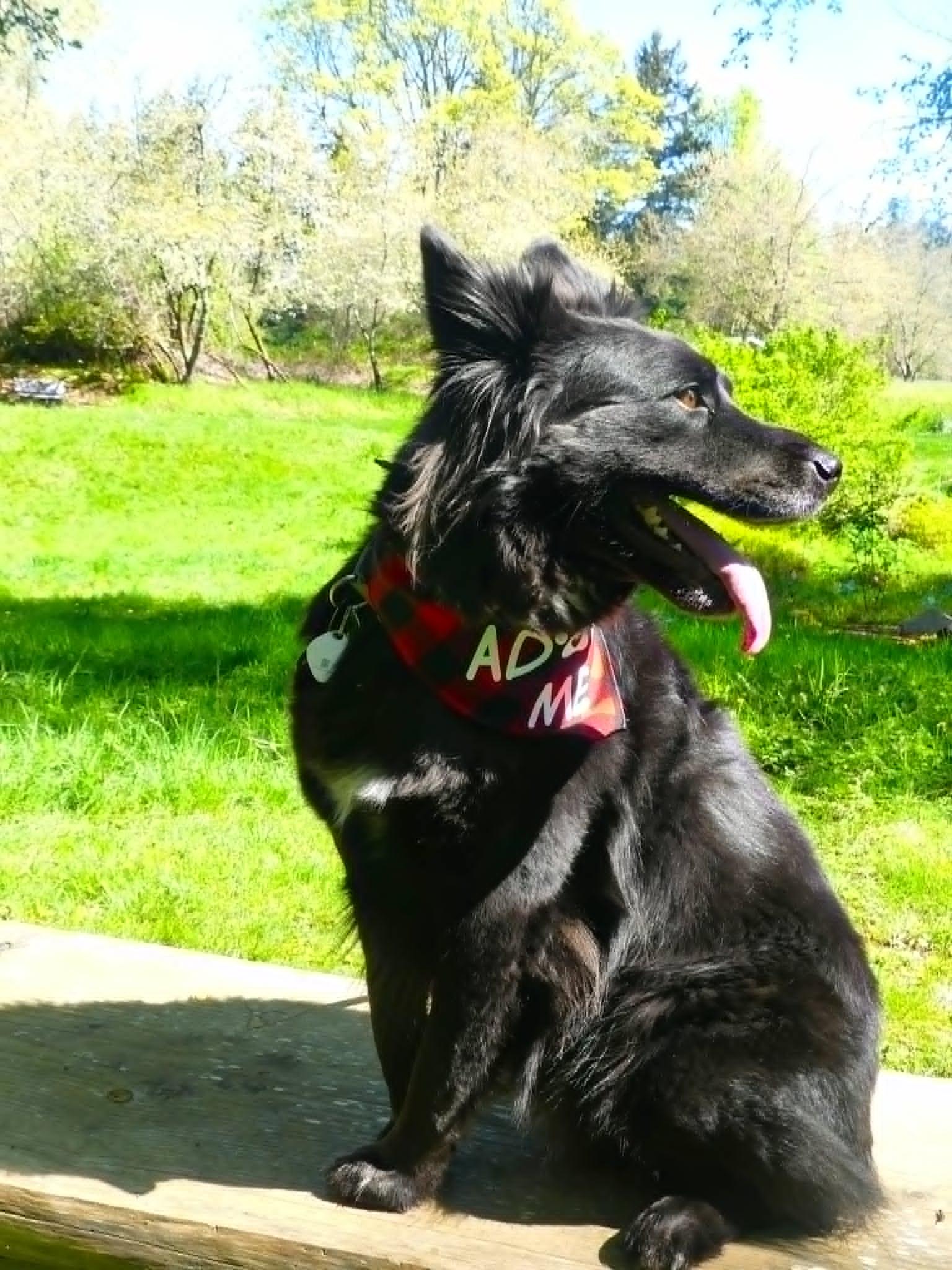 Enlarge Vader, a ADOPTABLE Border Collie in Sequim, WA image 2/6