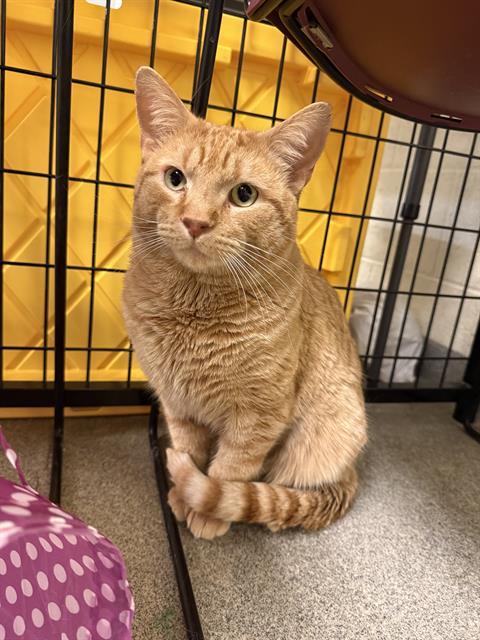 CLEMENTINE, Adoptable, Adult Male Domestic Short Hair.