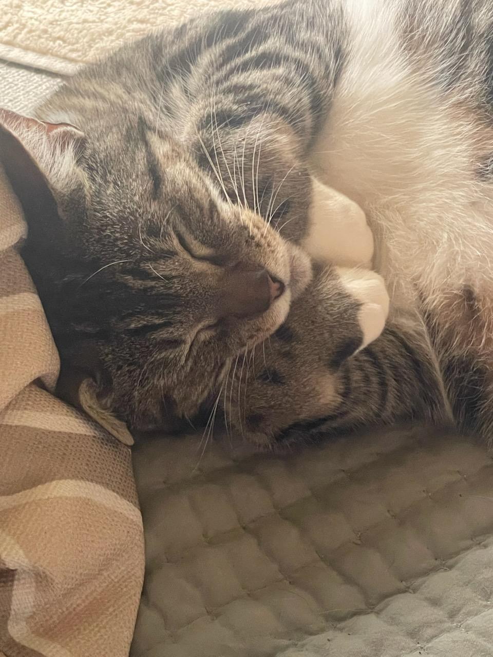 Lady Brisket