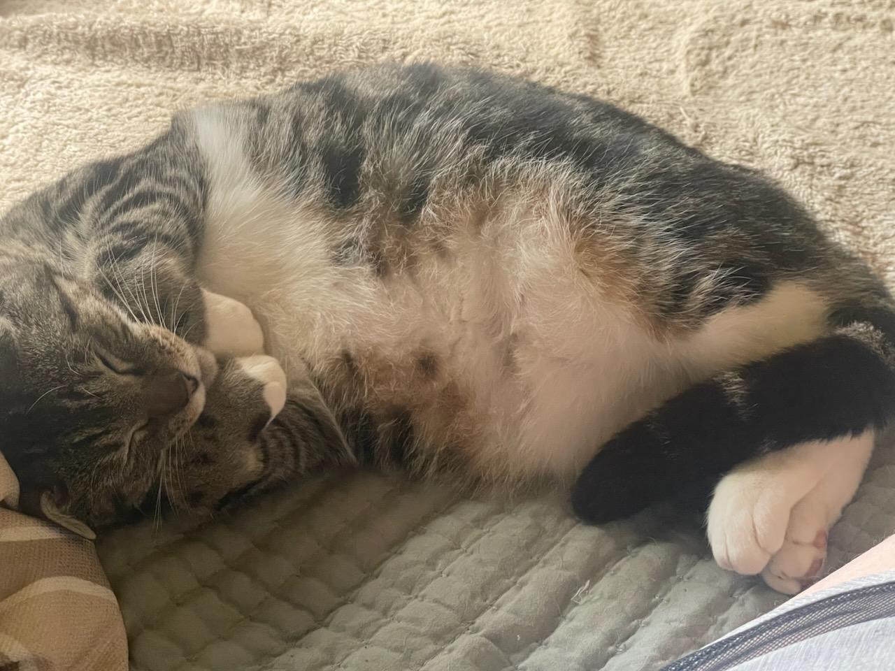Lady Brisket