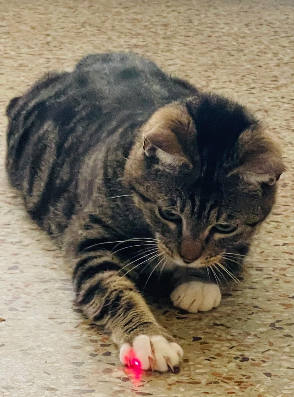 Lady Brisket