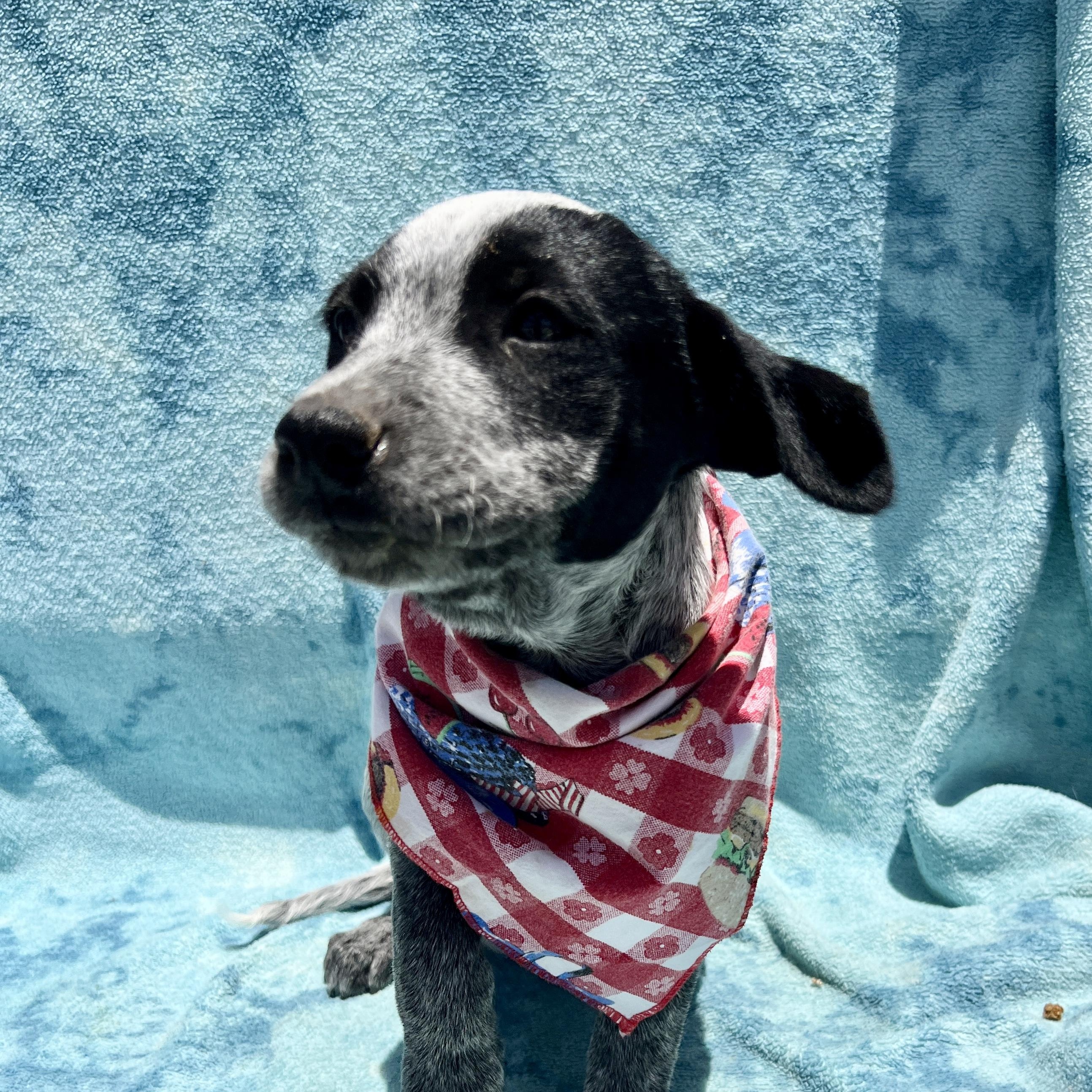 Mallory, Adoptable, Puppy Female Cattle Dog.