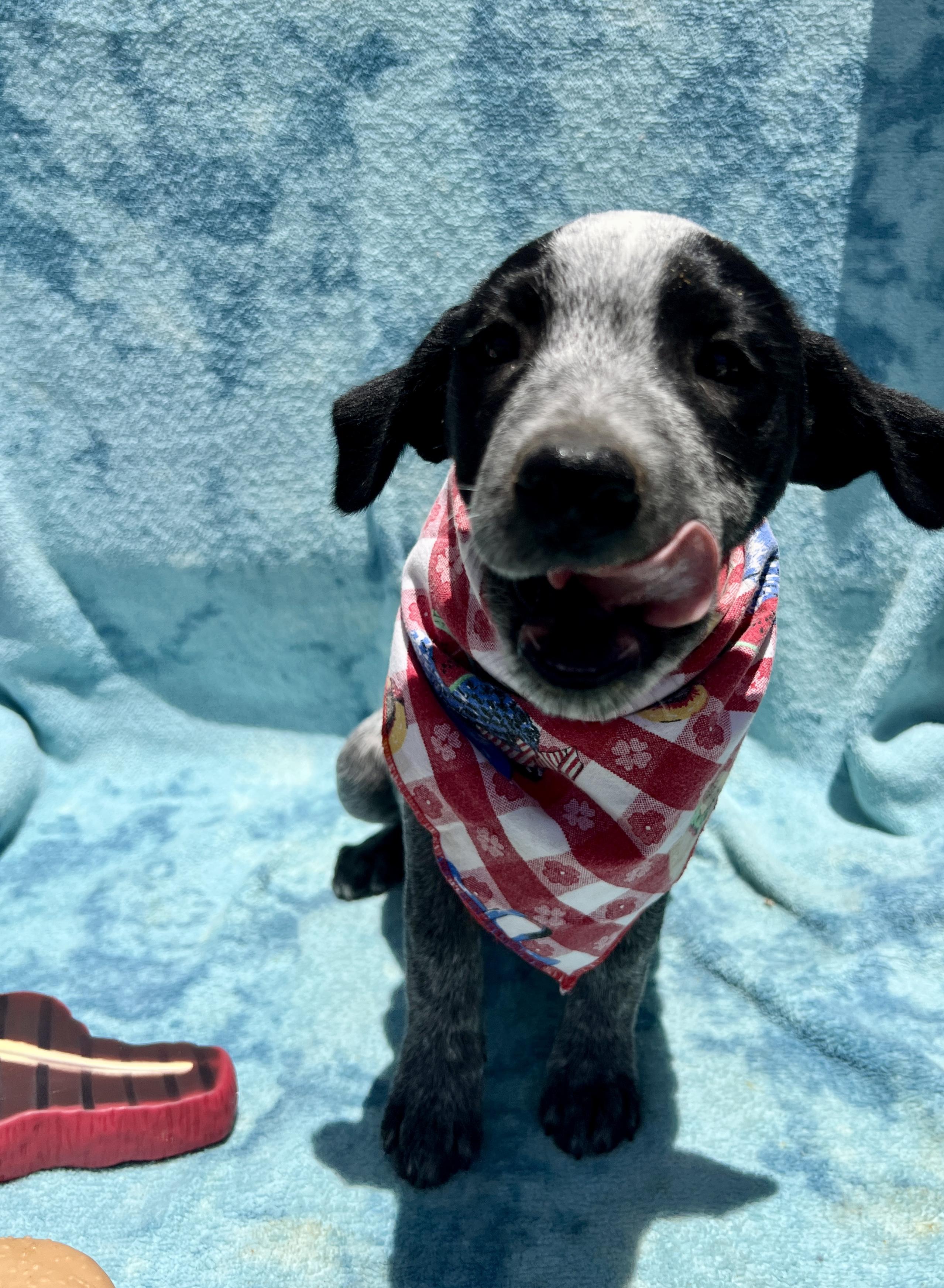 Enlarge Mallory, a Adoptable mixed breed in Roseville , CA image 2/4