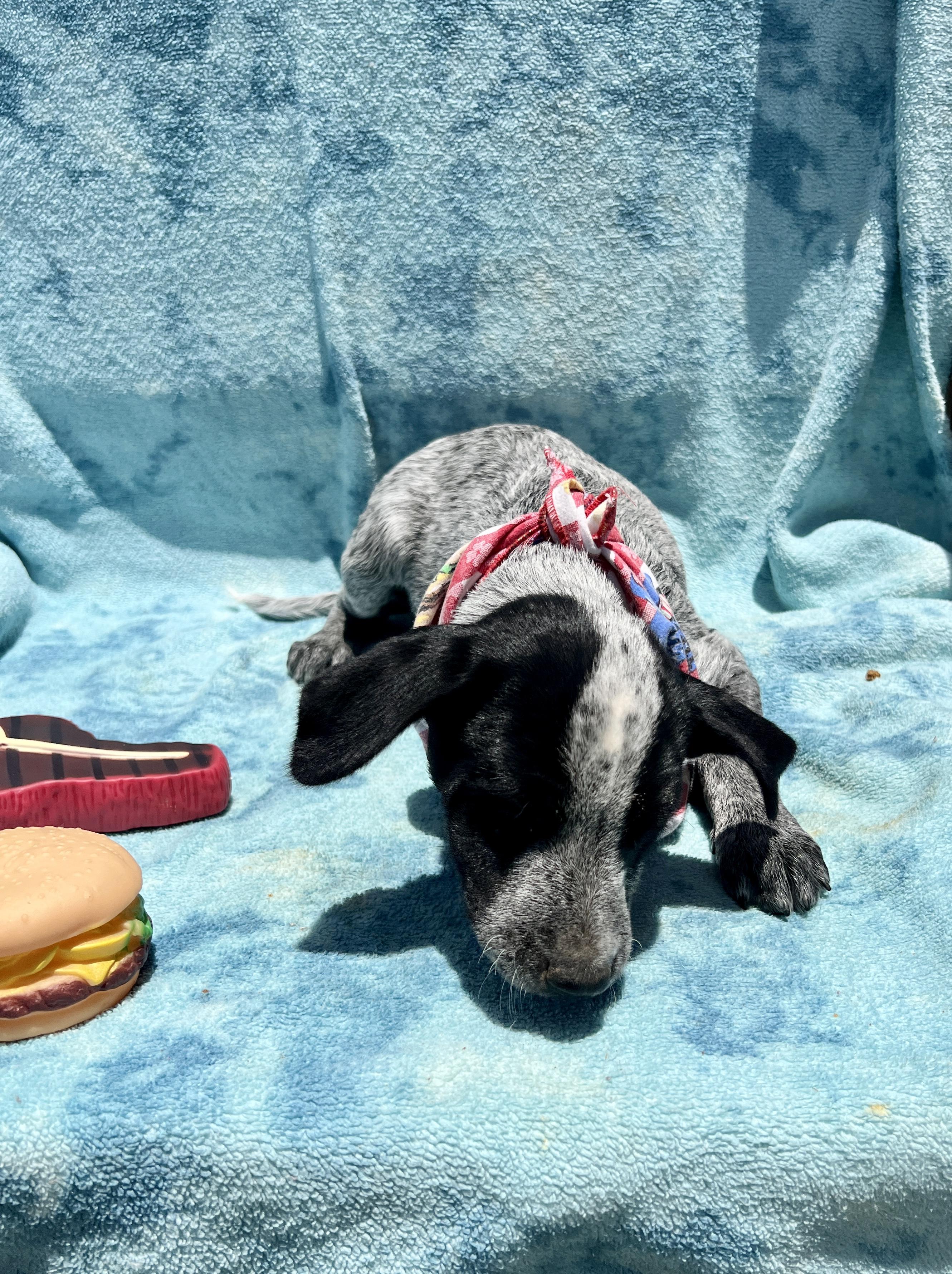 Enlarge Mallory, a Adoptable mixed breed in Roseville , CA image 3/4