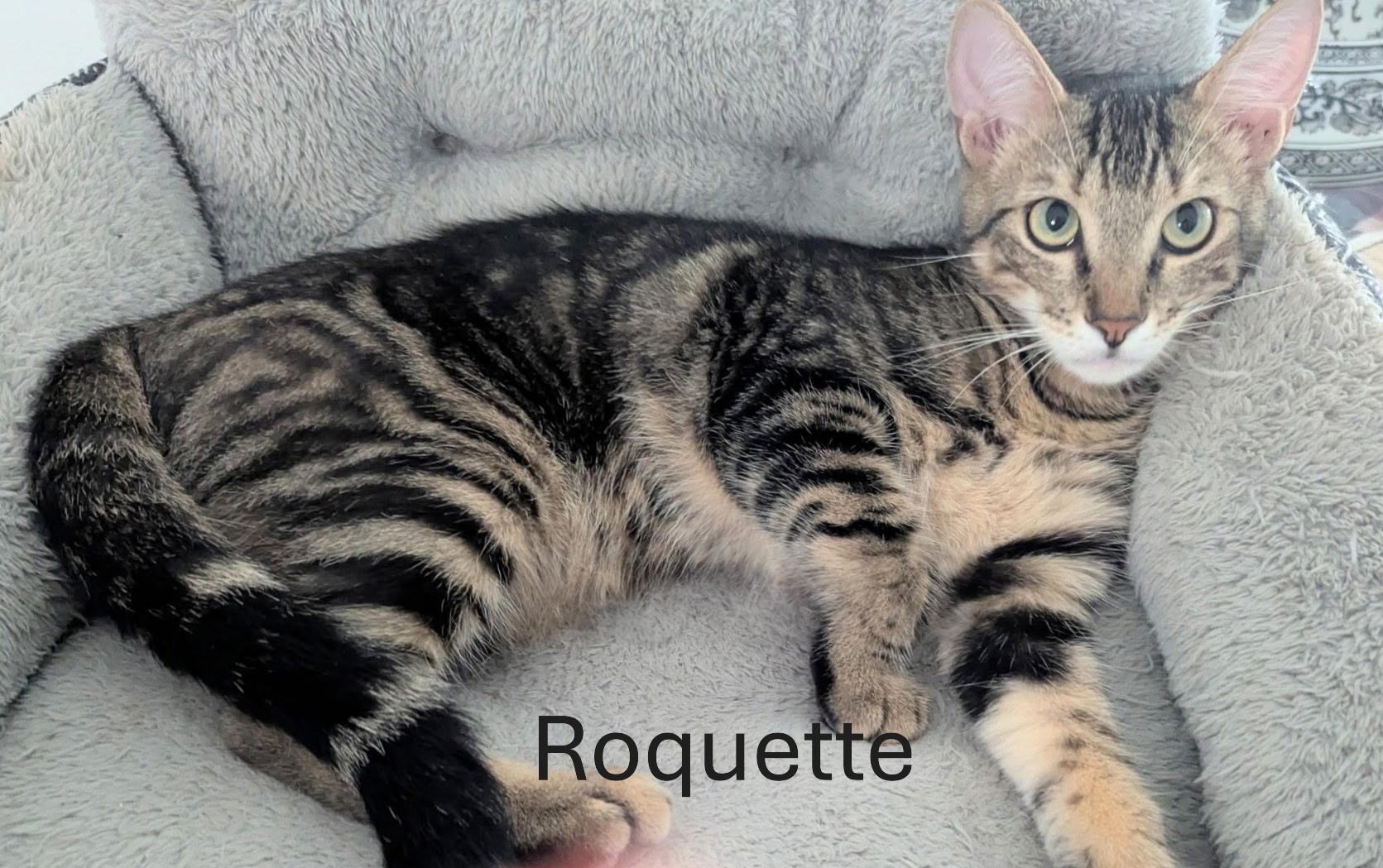 Enlarge Roquette, a ADOPTABLE Domestic Short Hair in Fort Myers Beach, FL image 2/2