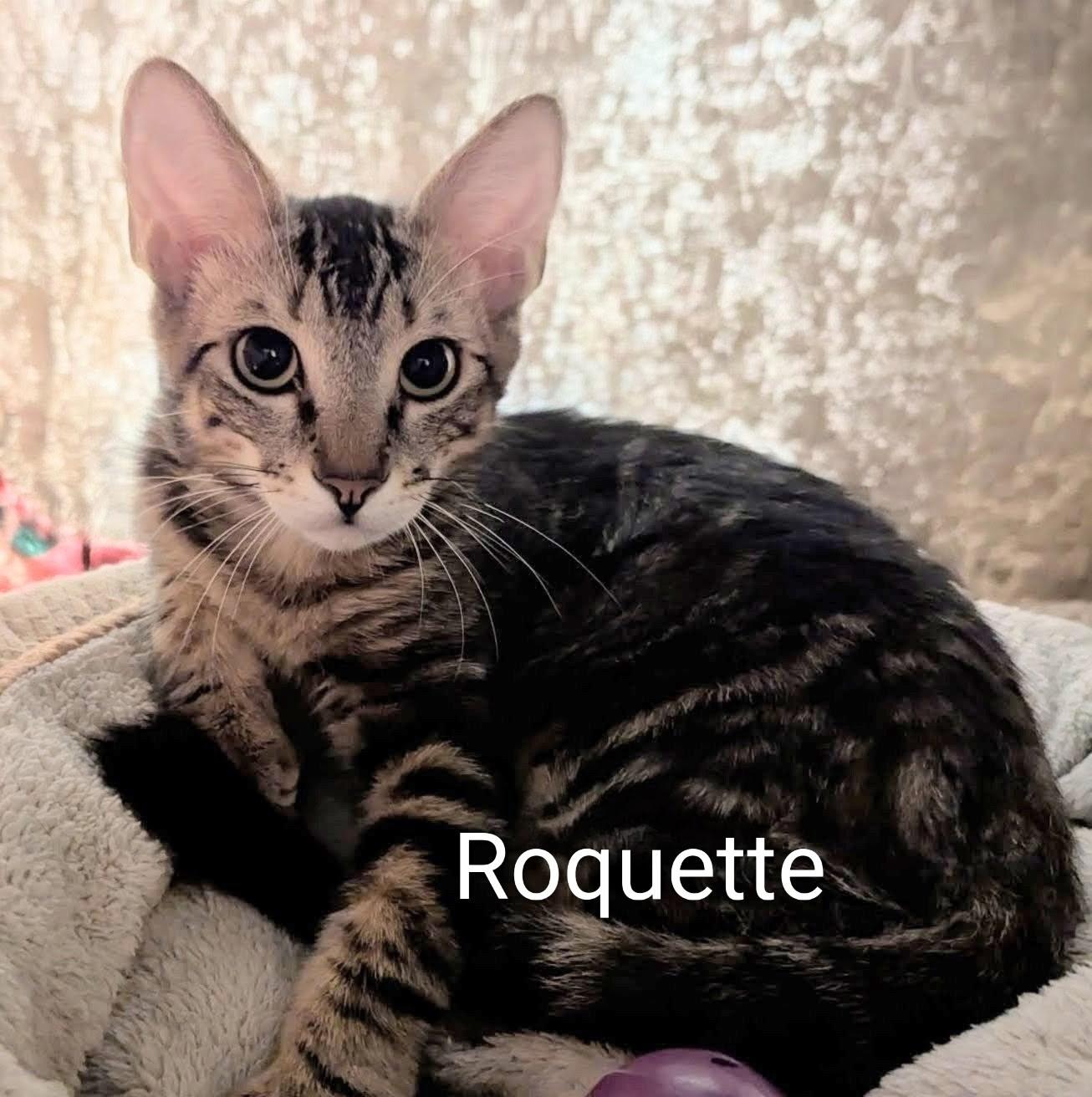 Roquette, ADOPTABLE, Kitten Female Domestic Short Hair.