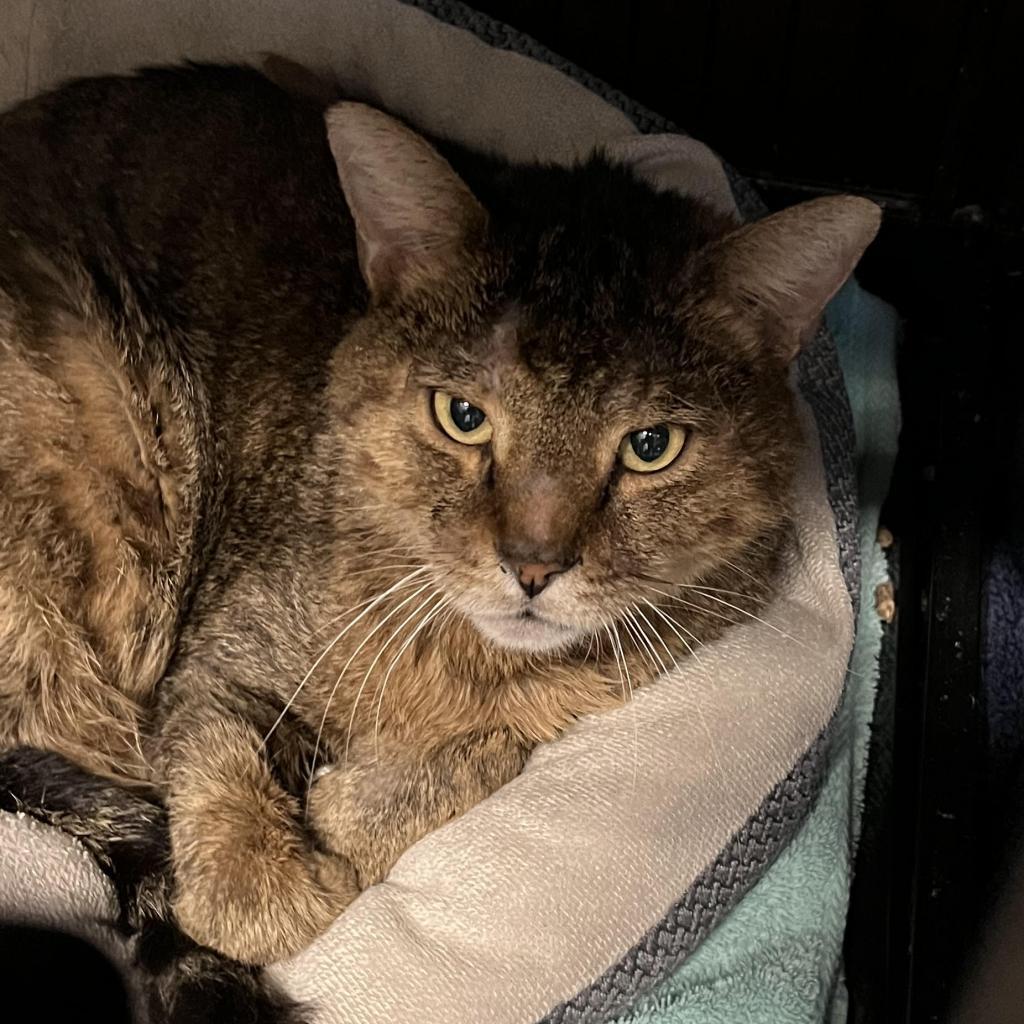 Mantis, Adoptable, Adult Male Domestic Short Hair.