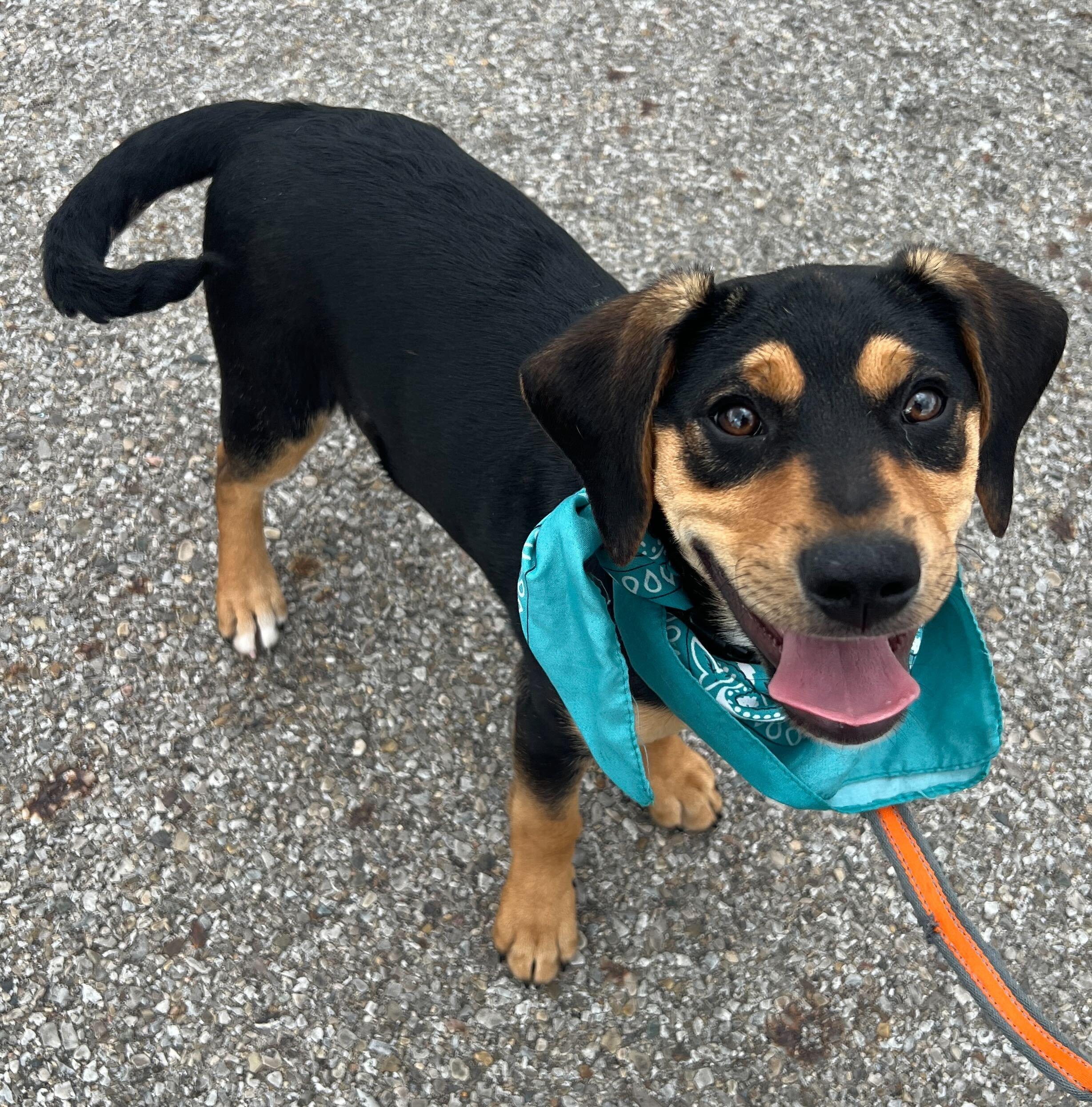 Enlarge Buster, an adoptable Mixed Breed in Canal Winchester, OH image 2/4