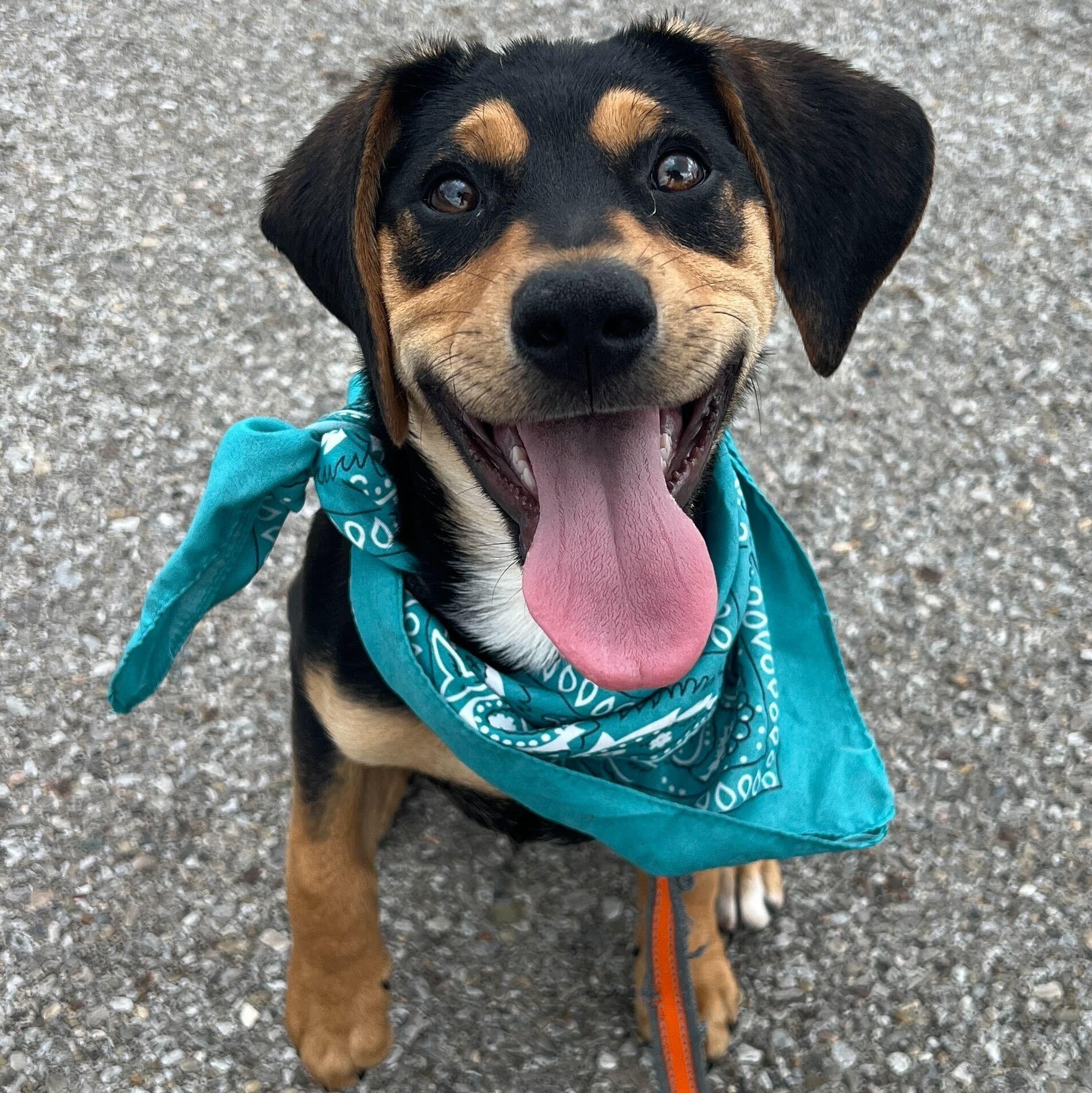 Enlarge Buster, an adoptable Mixed Breed in Canal Winchester, OH image 1/4