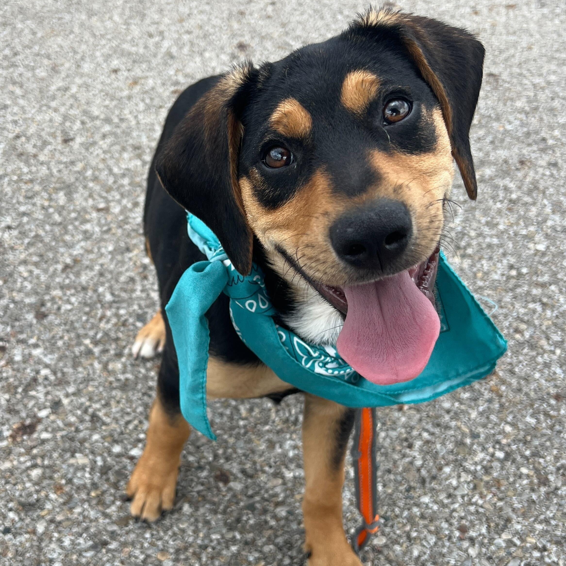 Enlarge Buster, an adoptable Mixed Breed in Canal Winchester, OH image 4/4