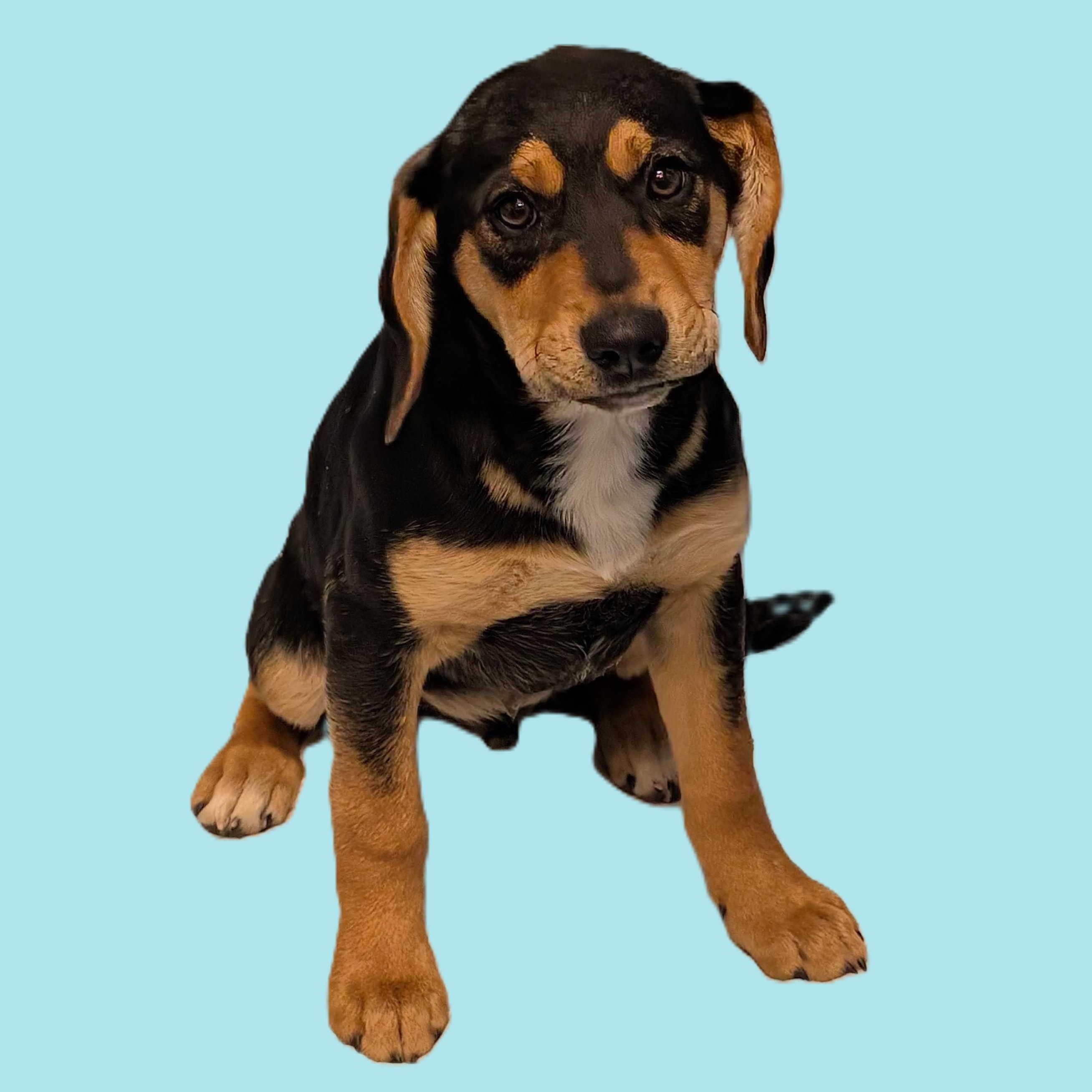 Enlarge Buster, an adoptable Mixed Breed in Canal Winchester, OH image 3/4