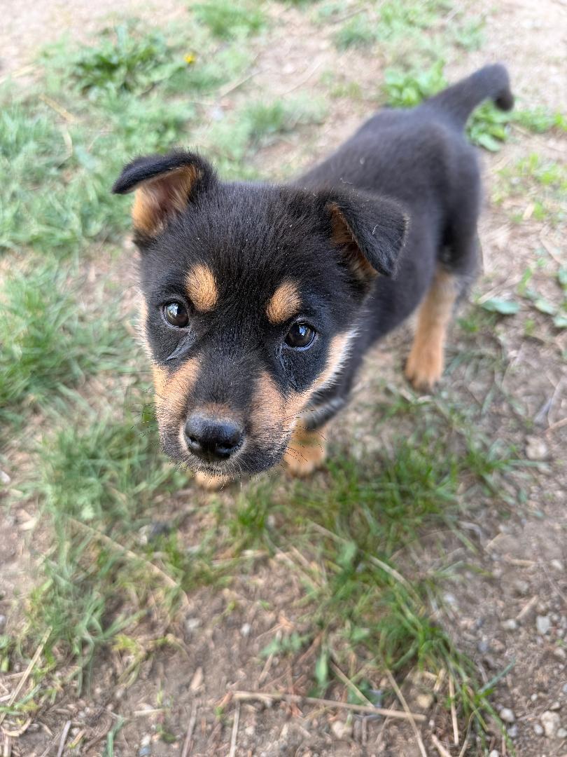 Polar, Adoptable, Puppy Male Mixed Breed.