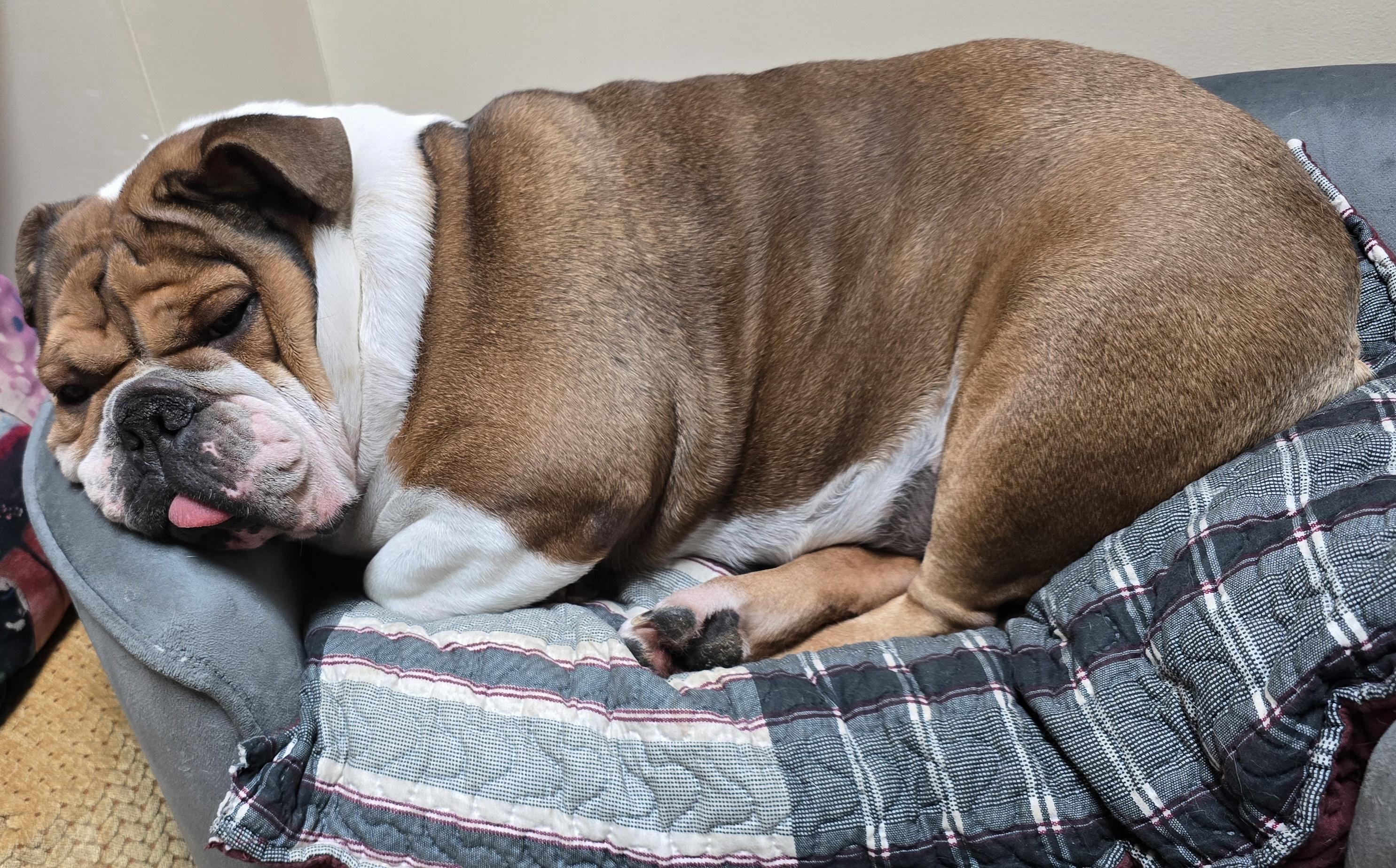 Enlarge Missy, an adopted English Bulldog in LaGrange, IN image 2/6