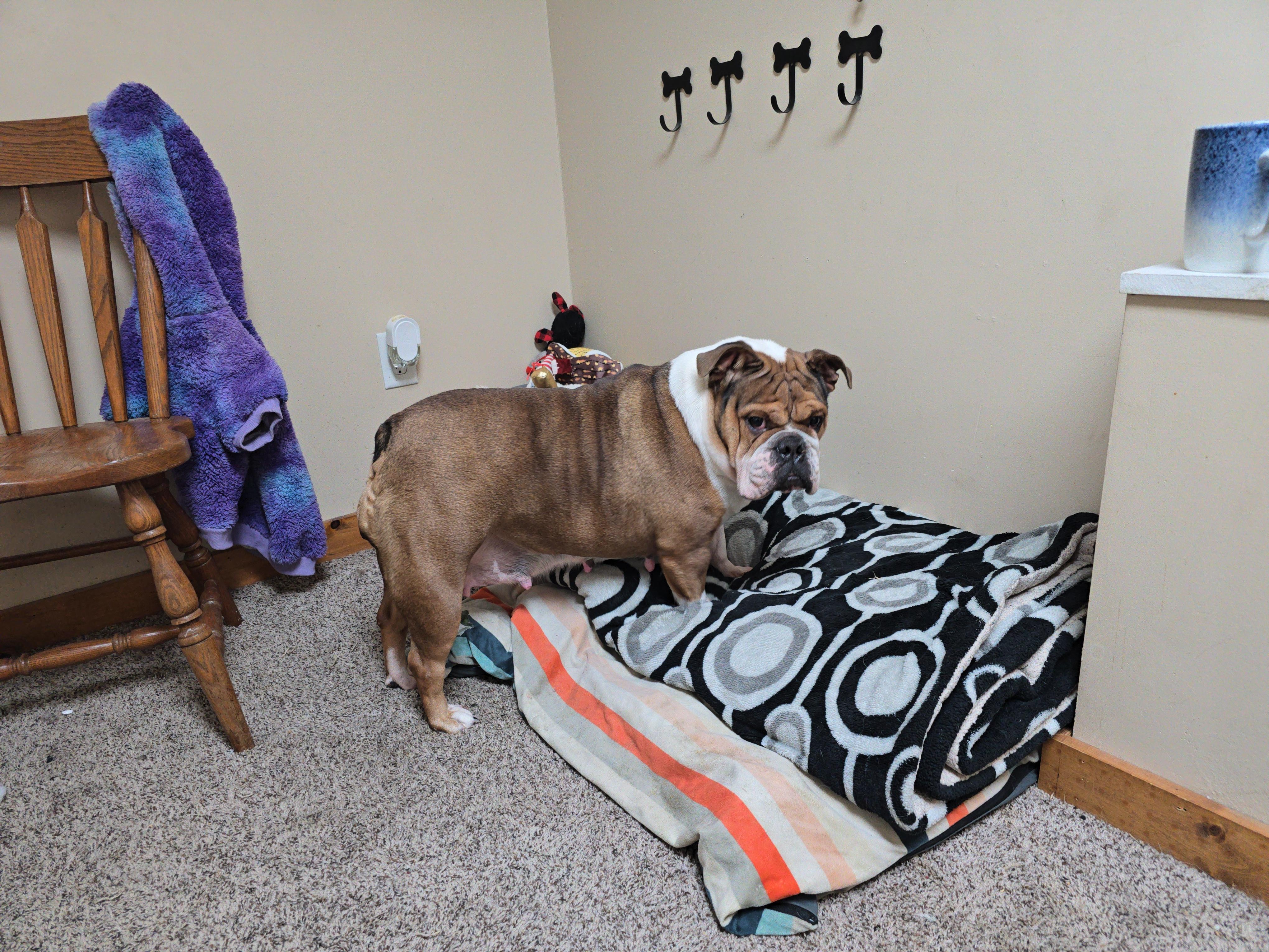 Enlarge Missy, an adopted English Bulldog in LaGrange, IN image 4/6