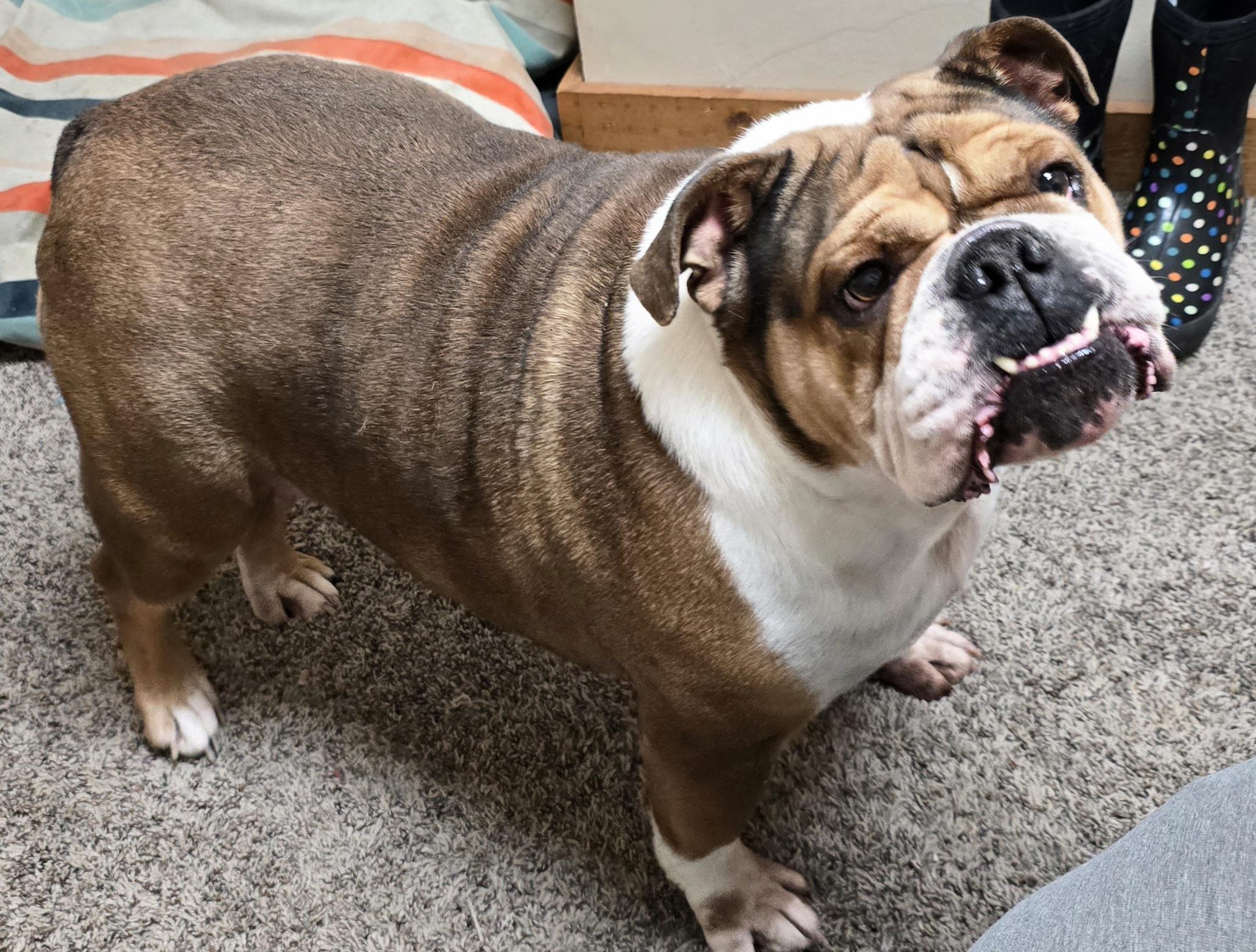 Enlarge Missy, an adopted English Bulldog in LaGrange, IN image 5/6