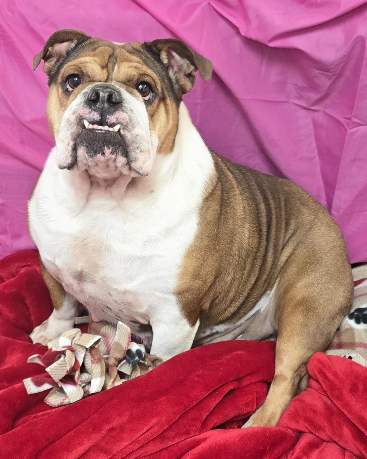 Enlarge Missy, an adopted English Bulldog in LaGrange, IN image 6/6