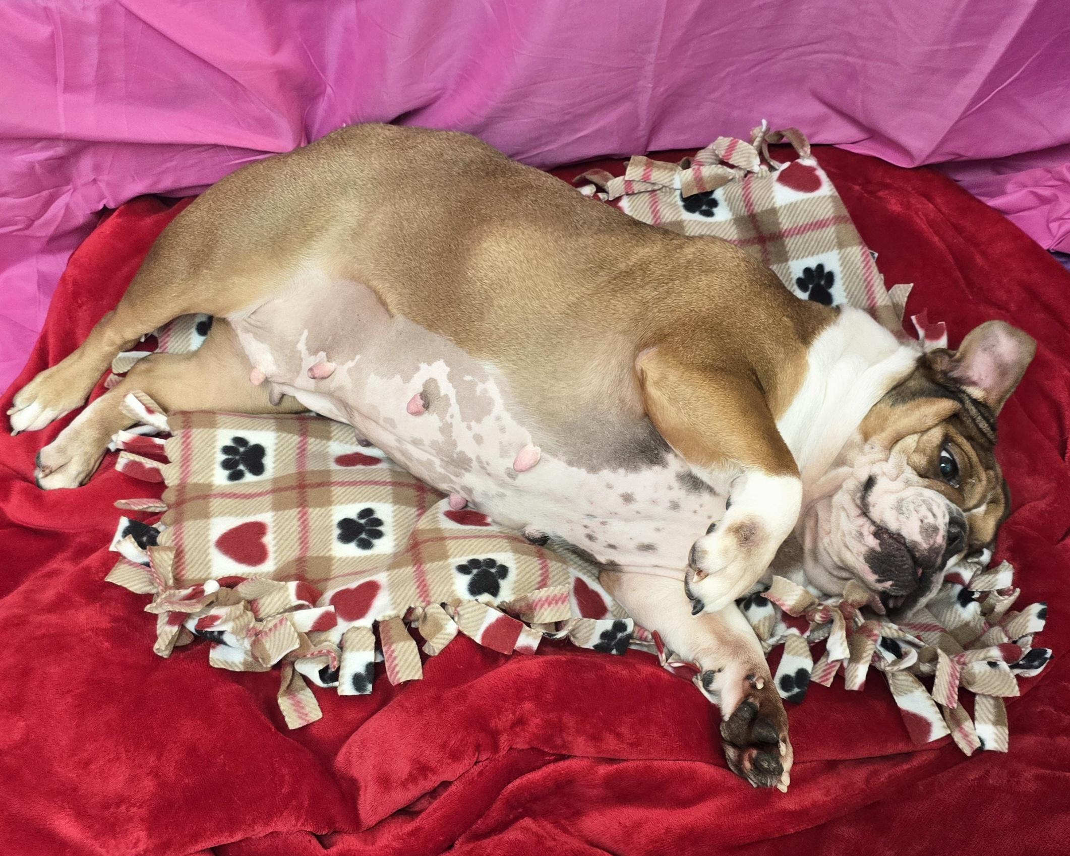 Enlarge Missy, an adopted English Bulldog in LaGrange, IN image 3/6