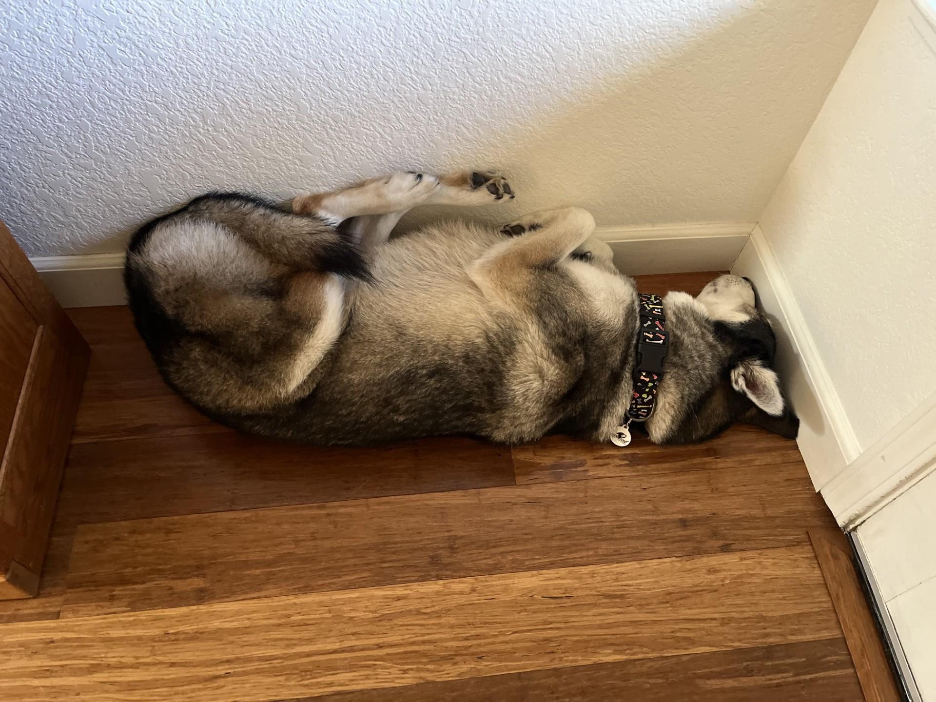 Roxy, Adopted, Senior Female Husky & German Shepherd Dog.