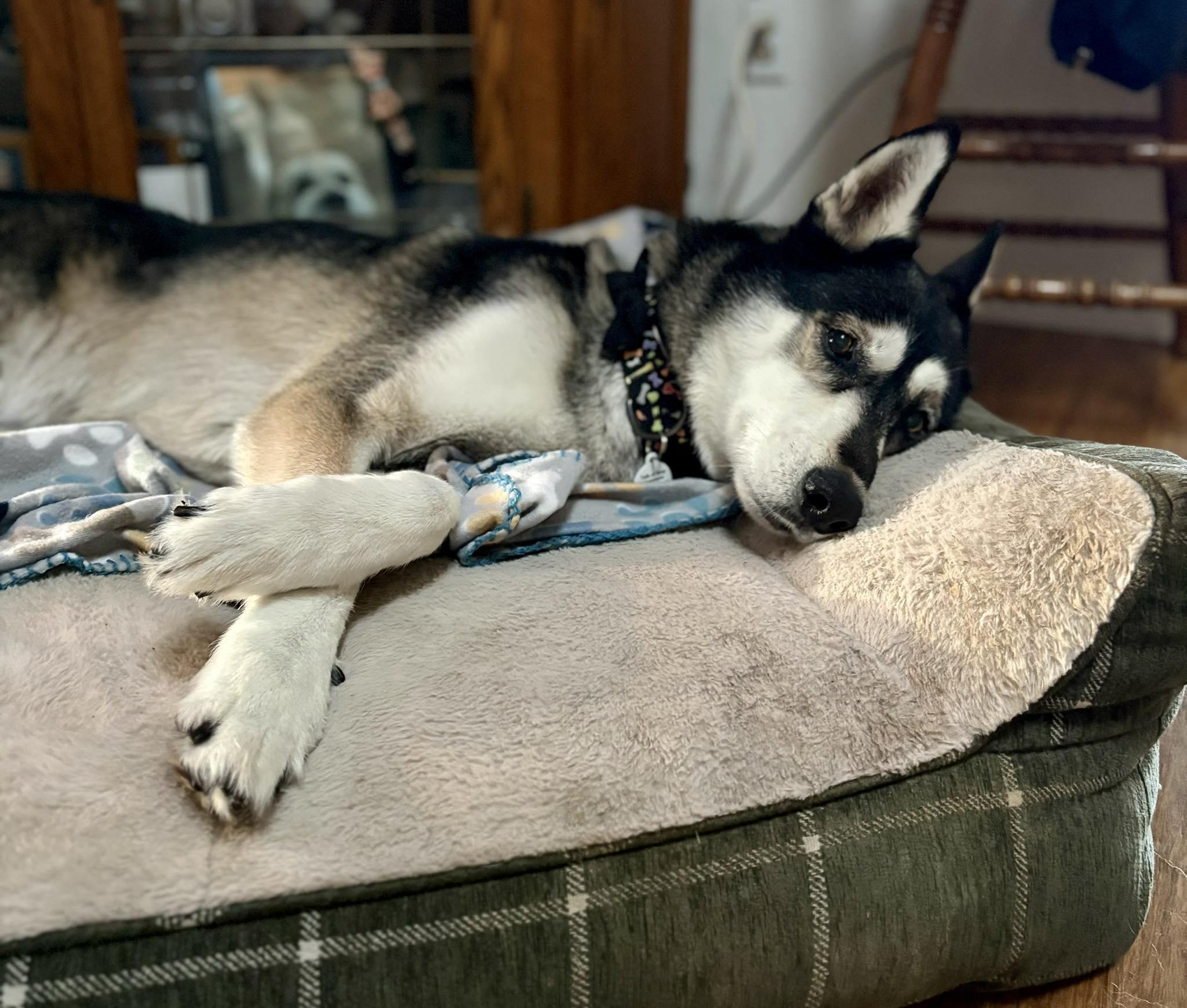 Roxy, a Adopted mixed breed in Livermore, CA image 4/4