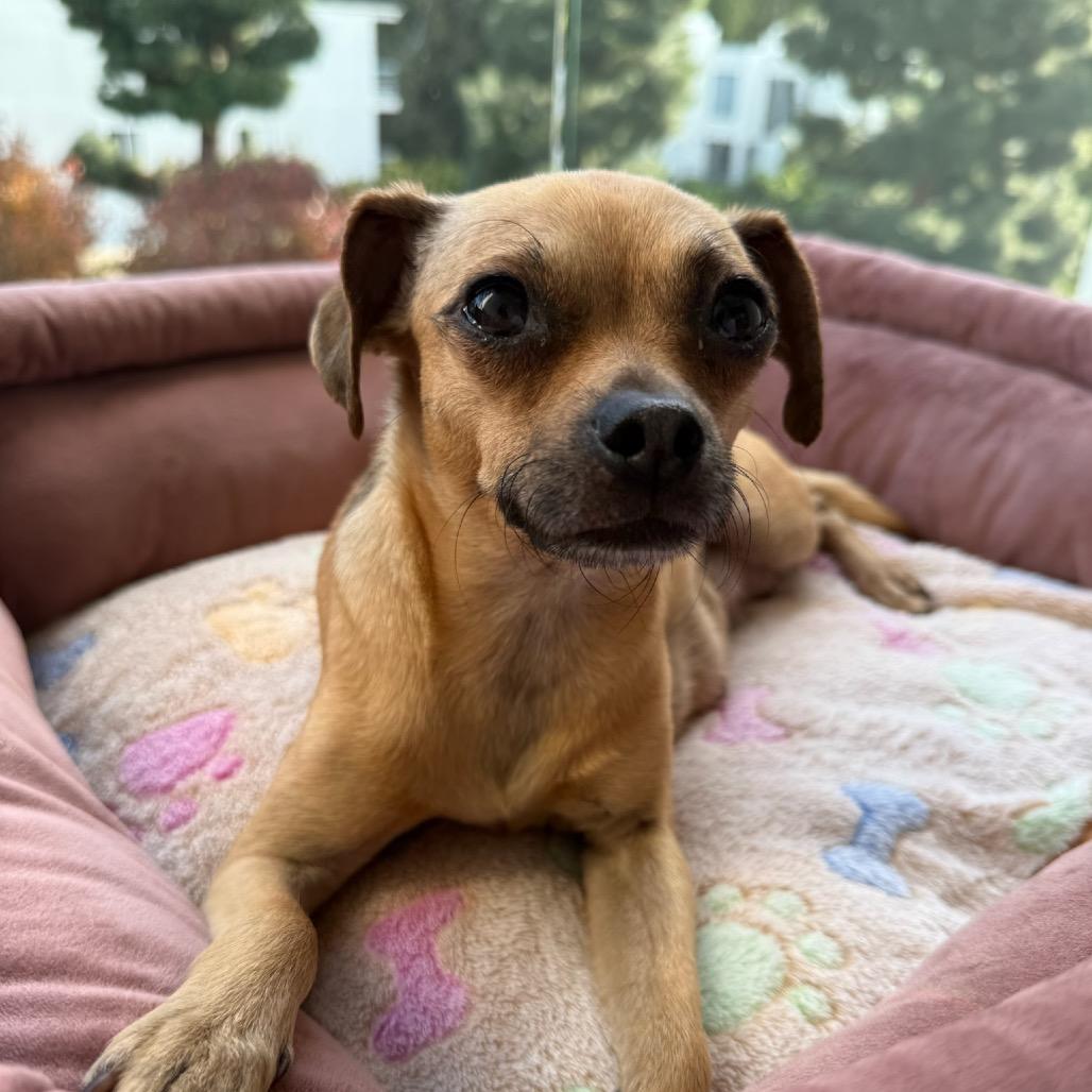 Enlarge Robin, a Adoptable Chihuahua in North Hollywood, CA image 1/6