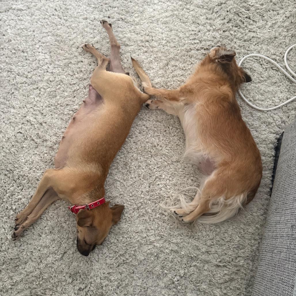 Enlarge Robin, a Adoptable Chihuahua in North Hollywood, CA image 2/6