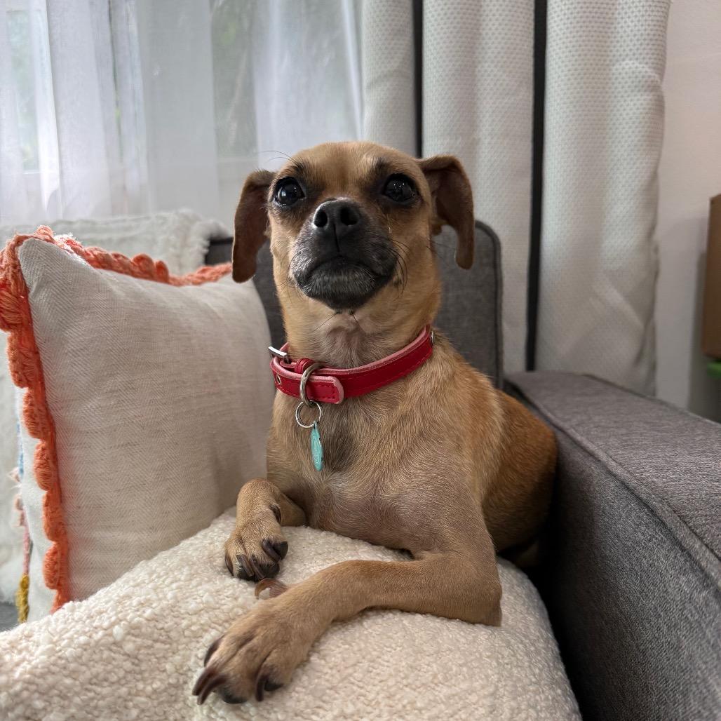 Enlarge Robin, a Adoptable Chihuahua in North Hollywood, CA image 3/6