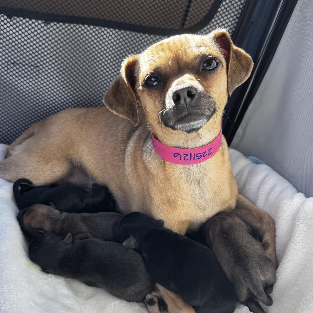 Enlarge Robin, a Adoptable Chihuahua in North Hollywood, CA image 4/6