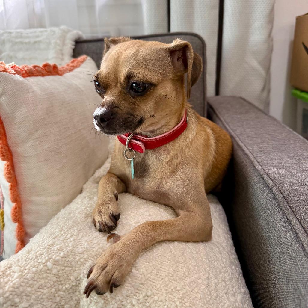 Enlarge Robin, a Adoptable Chihuahua in North Hollywood, CA image 5/6