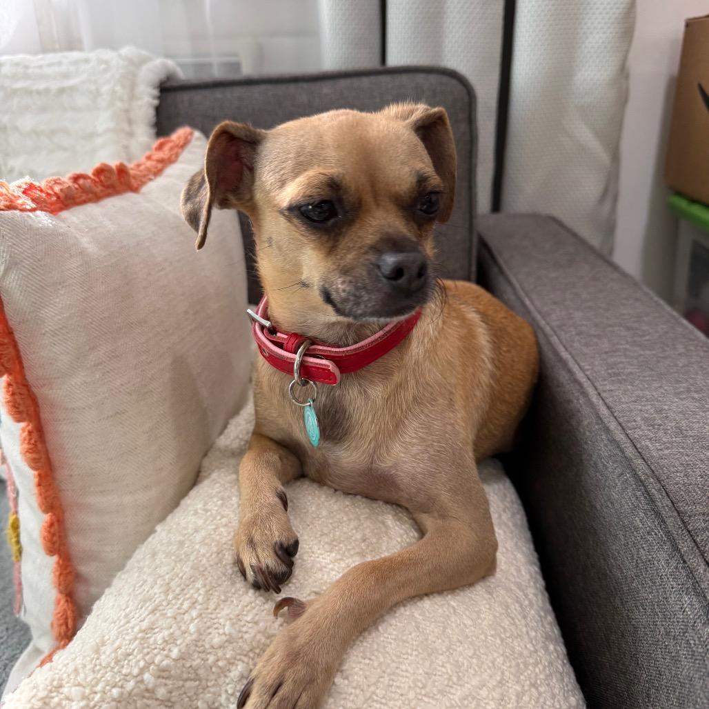 Enlarge Robin, a Adoptable Chihuahua in North Hollywood, CA image 6/6