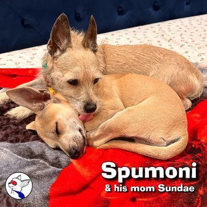 Enlarge Spumoni, a Adoptable mixed breed in Glendora, CA image 4/6