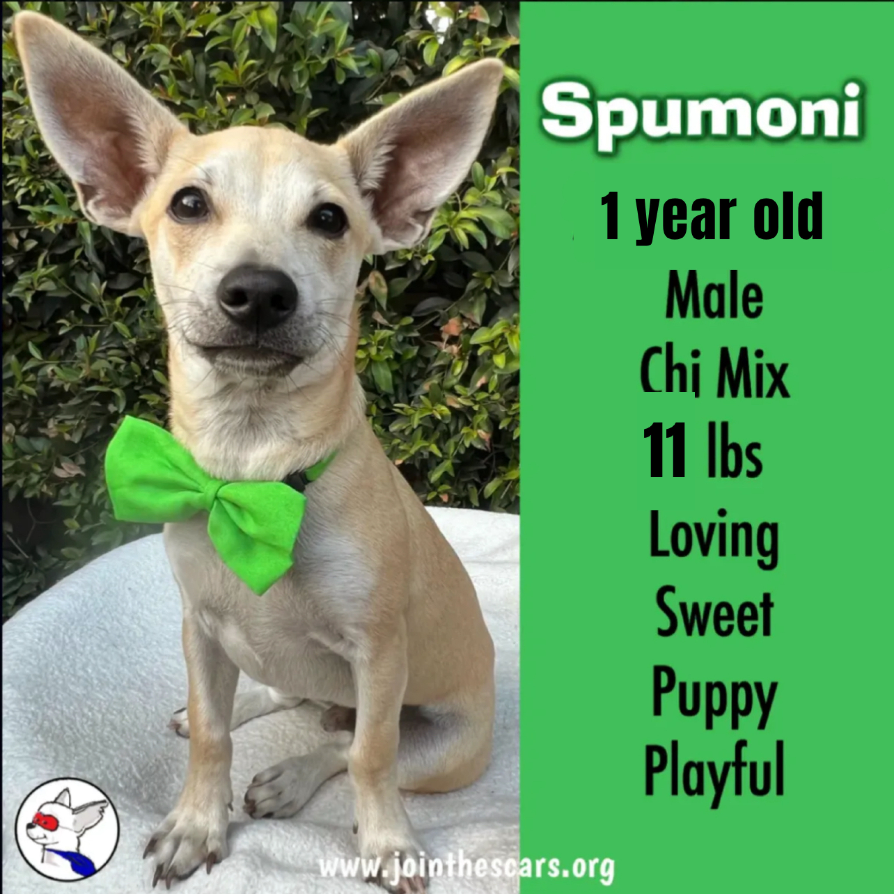 Enlarge Spumoni, a Adoptable mixed breed in Glendora, CA image 1/6