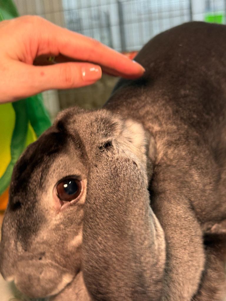 Hei Hei, Adoptable, Adult Female Rex.