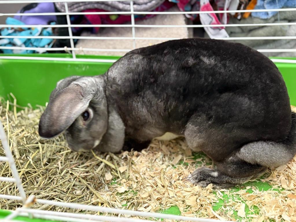 Hei Hei, Adoptable, Adult Female Rex.