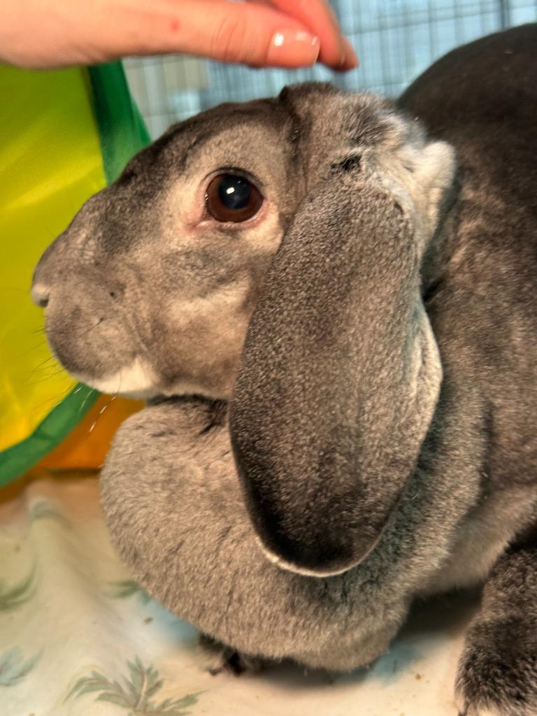 Hei Hei, a Adoptable Rex in Pflugerville, TX image 4/6