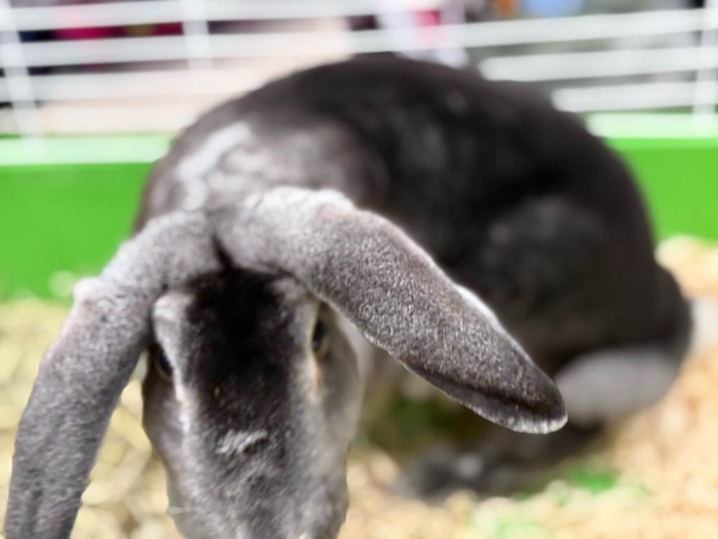 Enlarge Hei Hei, a Adoptable Rex in Pflugerville, TX image 2/4