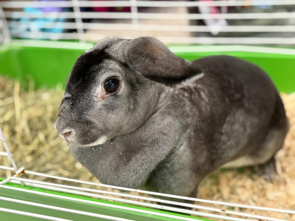 Hei Hei, a Adoptable Rex in Pflugerville, TX image 6/6