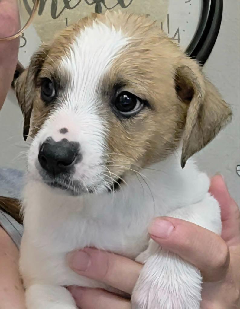Wellesley, Adoptable, Puppy Female Mixed Breed.