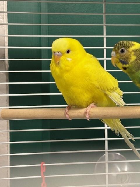 Sunny, Adoptable, Young Female Parakeet (Other).