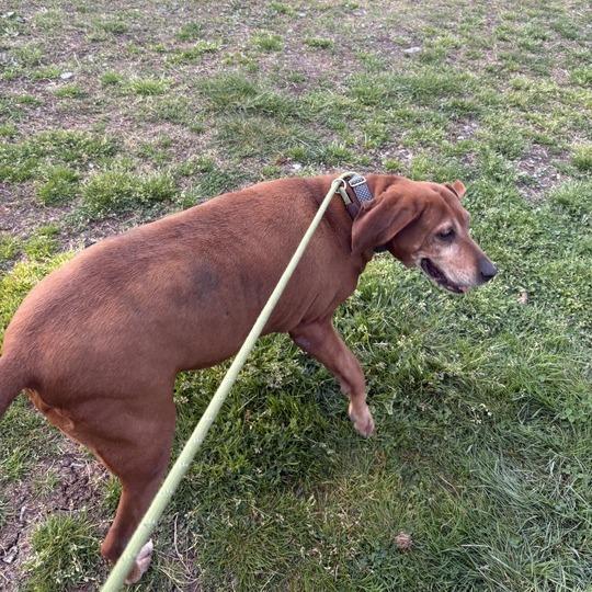 Tootsie Roll, Adoptable, Senior Female Redbone Coonhound.