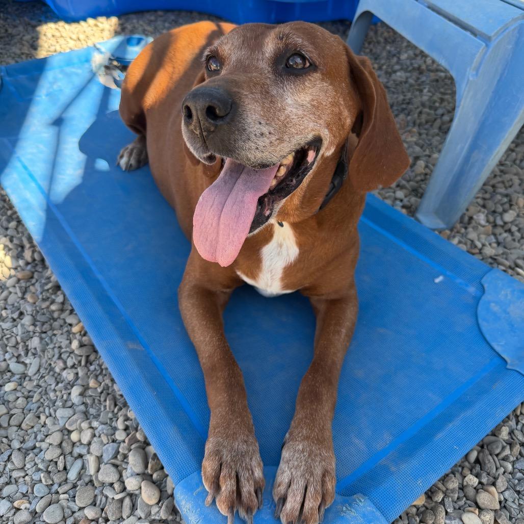 Enlarge Tootsie Roll, a Adoptable Redbone Coonhound in Waynesville, NC image 2/4