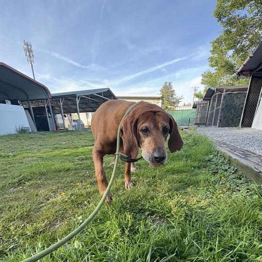 Enlarge Tootsie Roll, a Adoptable Redbone Coonhound in Waynesville, NC image 3/4