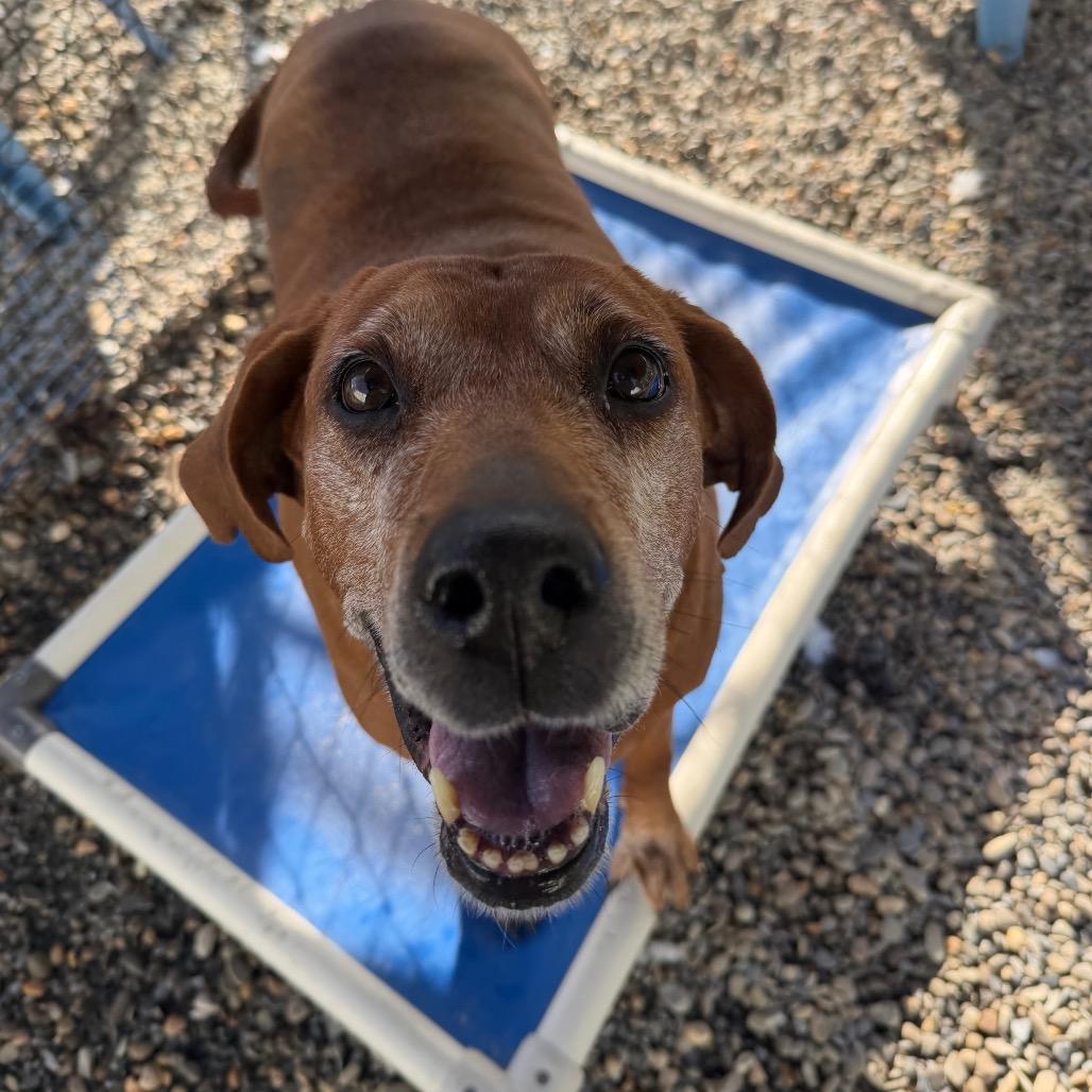 Enlarge Tootsie Roll, a Adoptable Redbone Coonhound in Waynesville, NC image 4/4