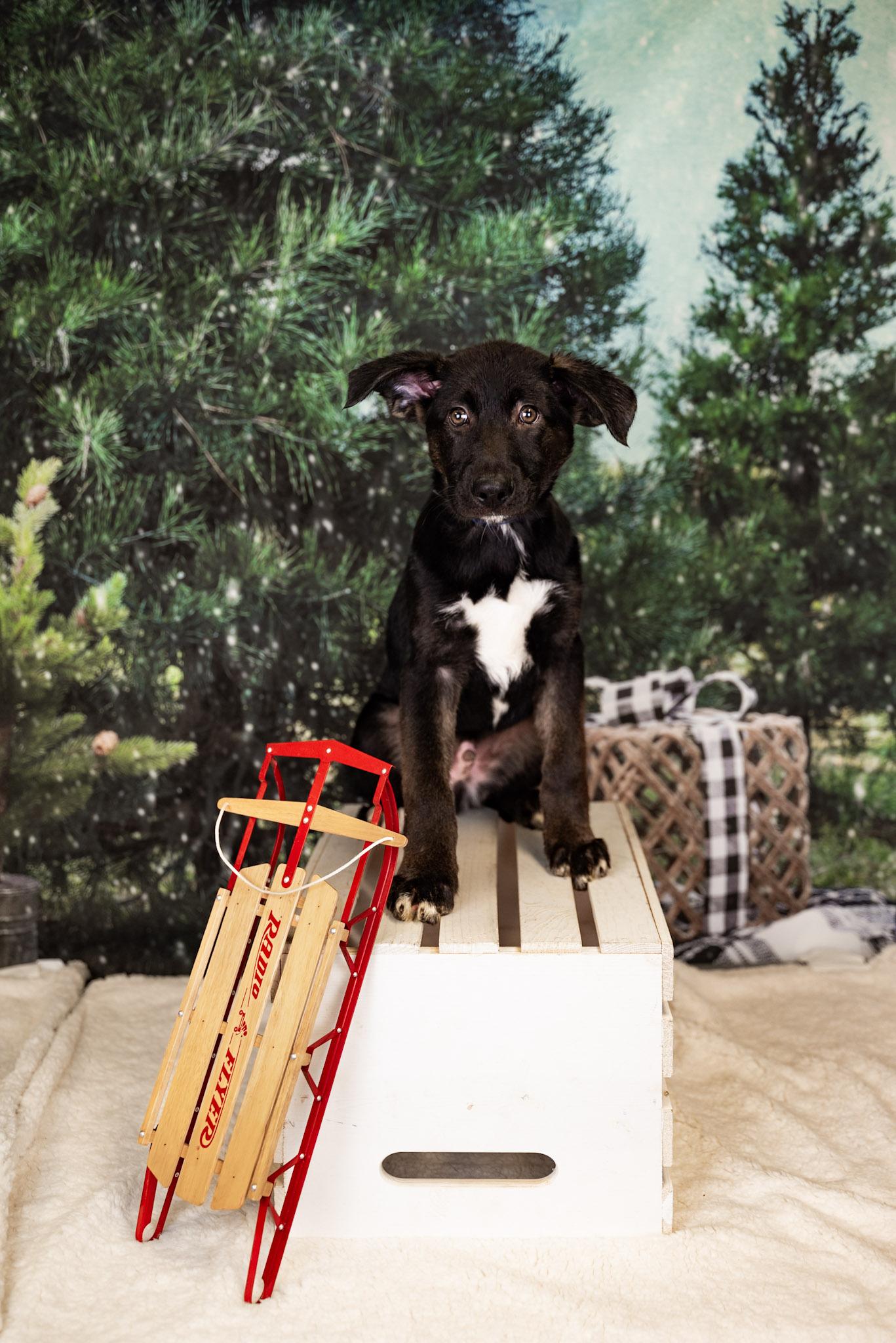 Enlarge #1031-25, a ADOPTABLE mixed breed in Brighton, CO image 1/1