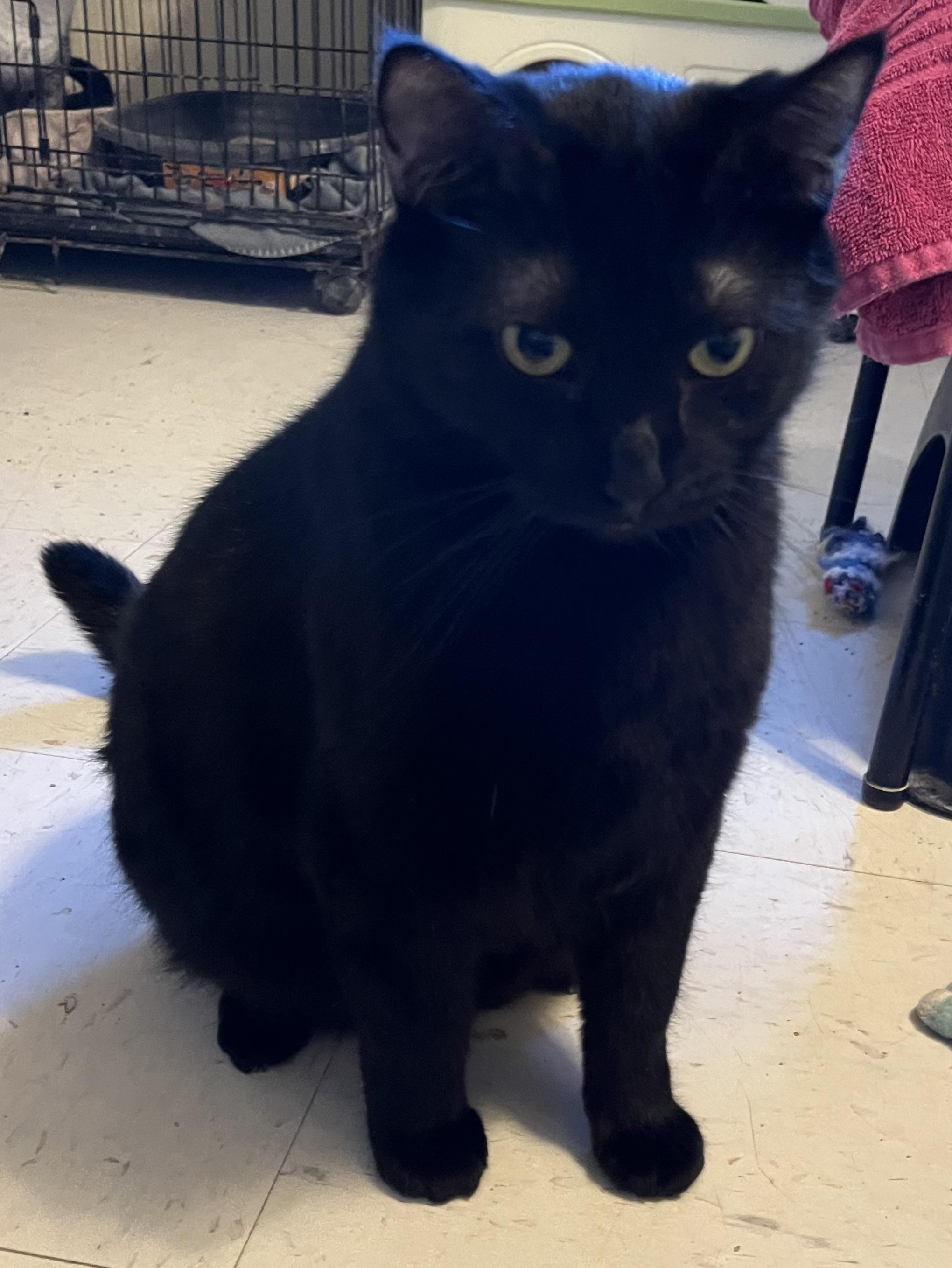 Jinxy the Great!, a Adoptable Domestic Short Hair in Moline, IL image 3/4