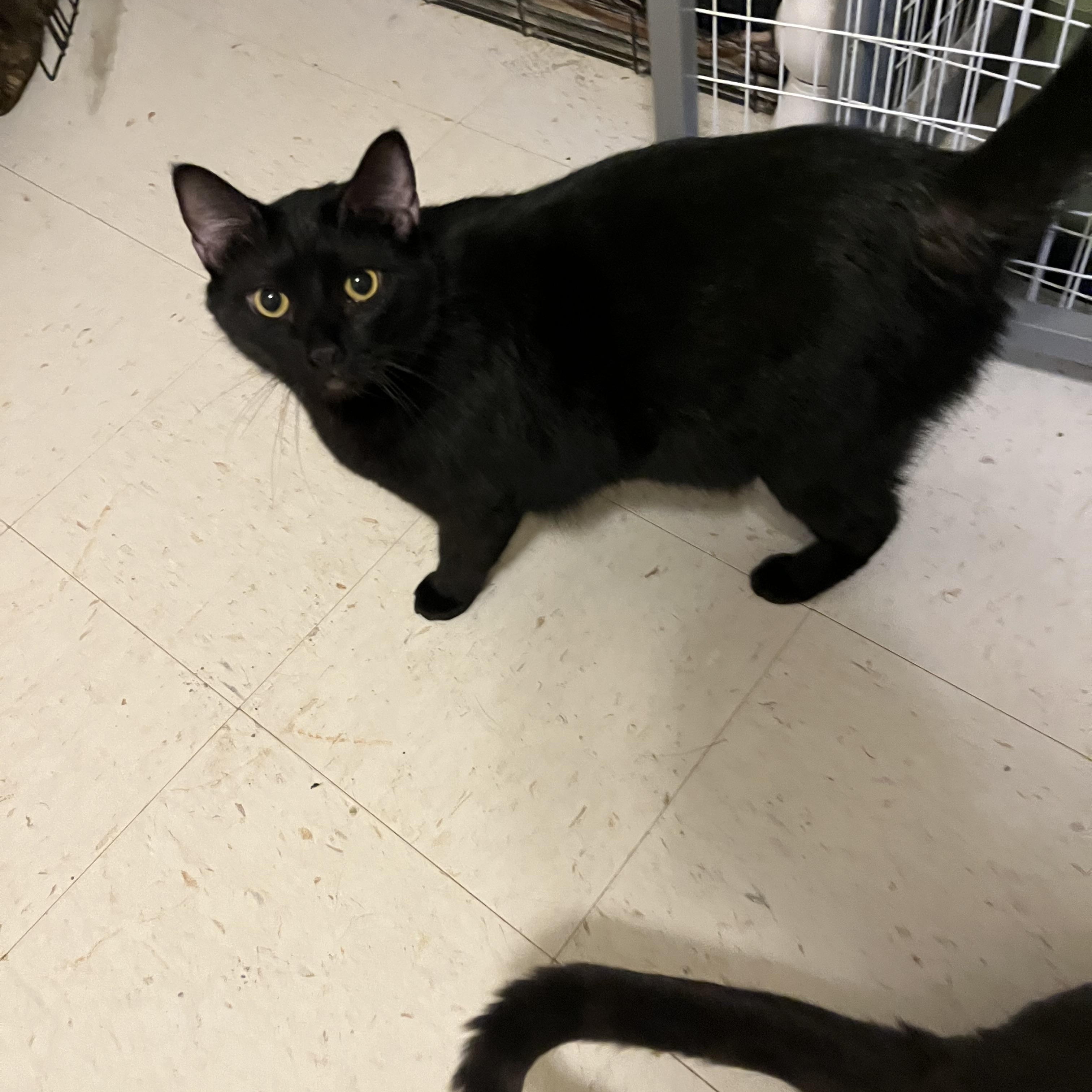 Jinxy the Great!, a Adoptable Domestic Short Hair in Moline, IL image 4/4