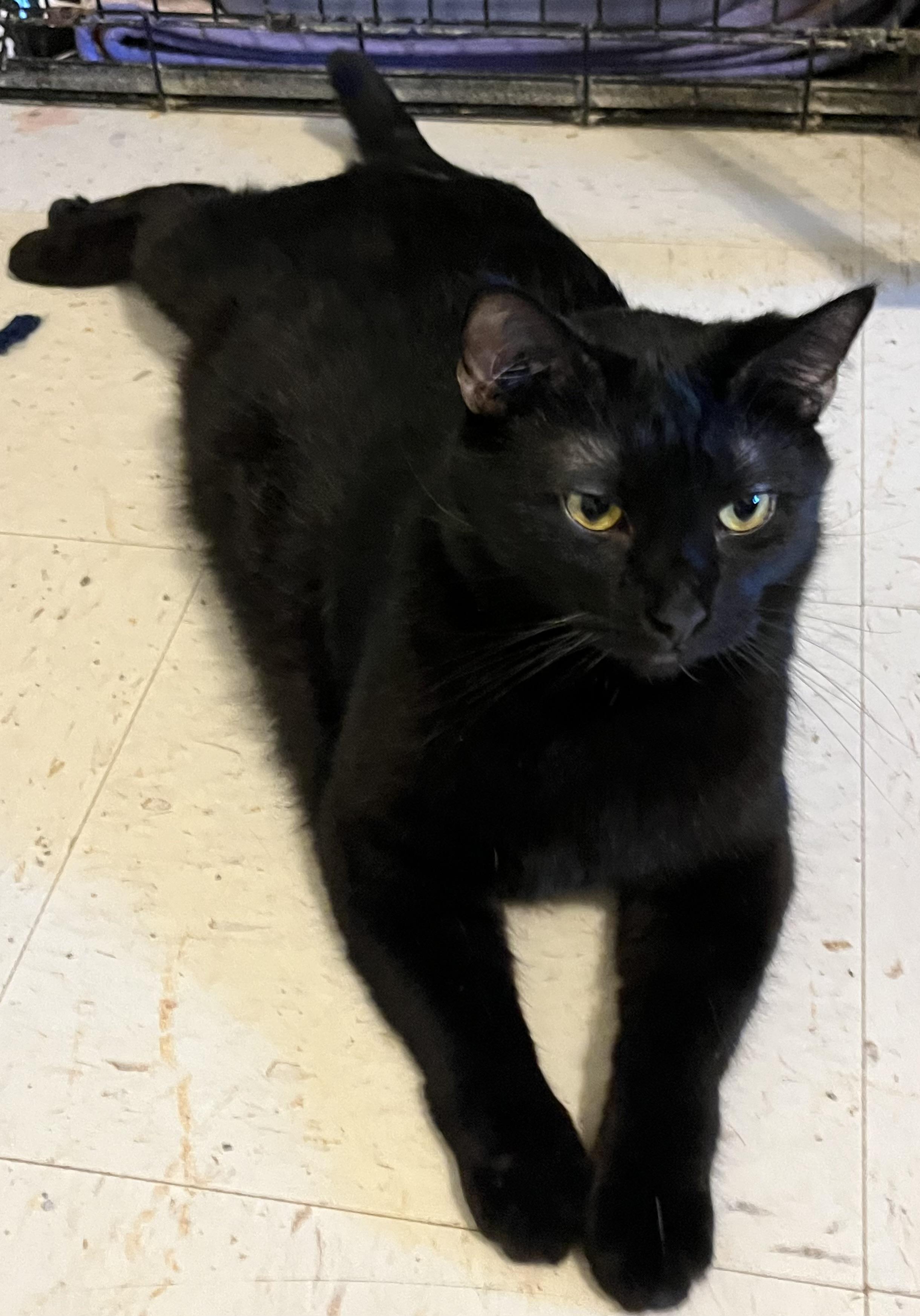 Jinxy the Great!, a Adoptable Domestic Short Hair in Moline, IL image 1/4